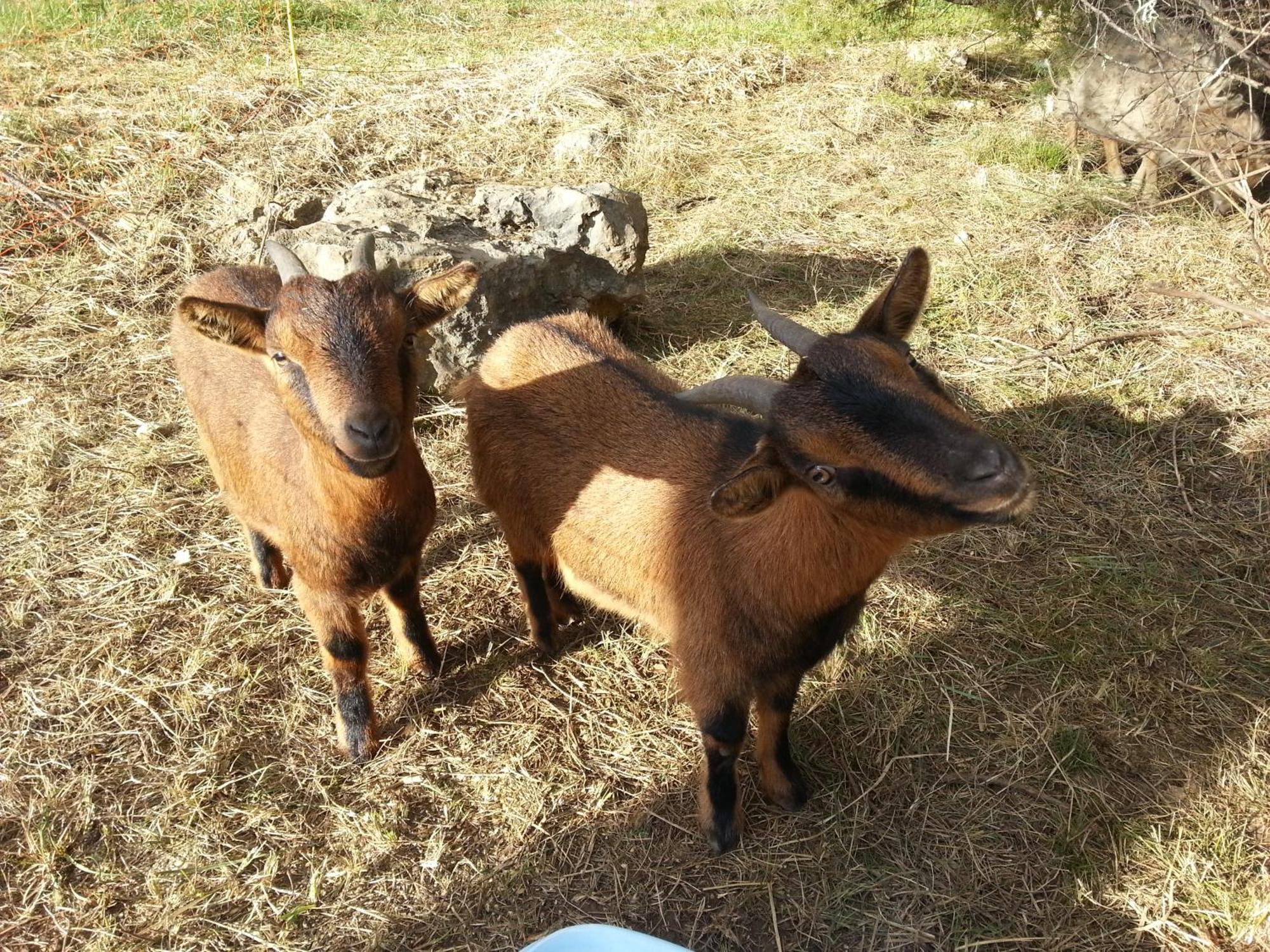 Vagnas Camping Parc Saint Sauvayre מראה חיצוני תמונה